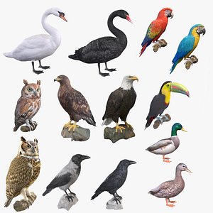 3D Birds Collection