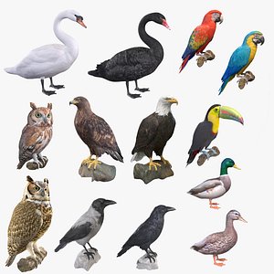 Birds Collection