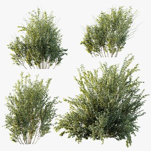 3D AV Plant Bush Common Broom Cytisus Scoparius 02
