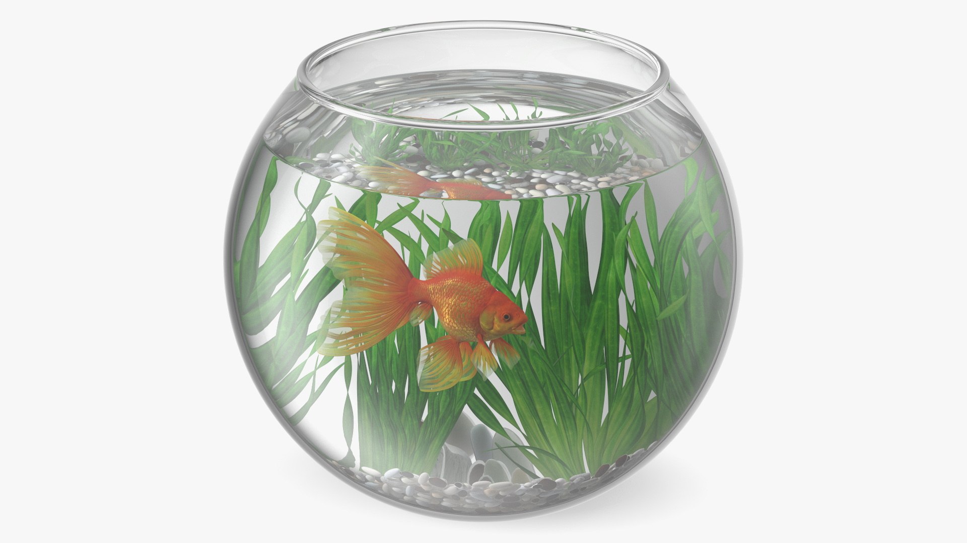 Round Aquarium with GoldFish 3D model preview