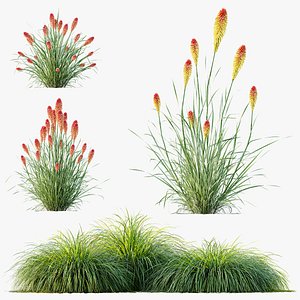 3D AV Carex Elata Aurea Grass and Kniphofia Caulescens Poco Tritoma Hot Poker Orange Yellow Red model