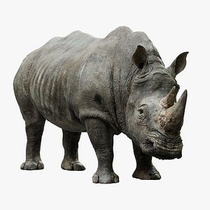 3D Rhino Rigged 3D