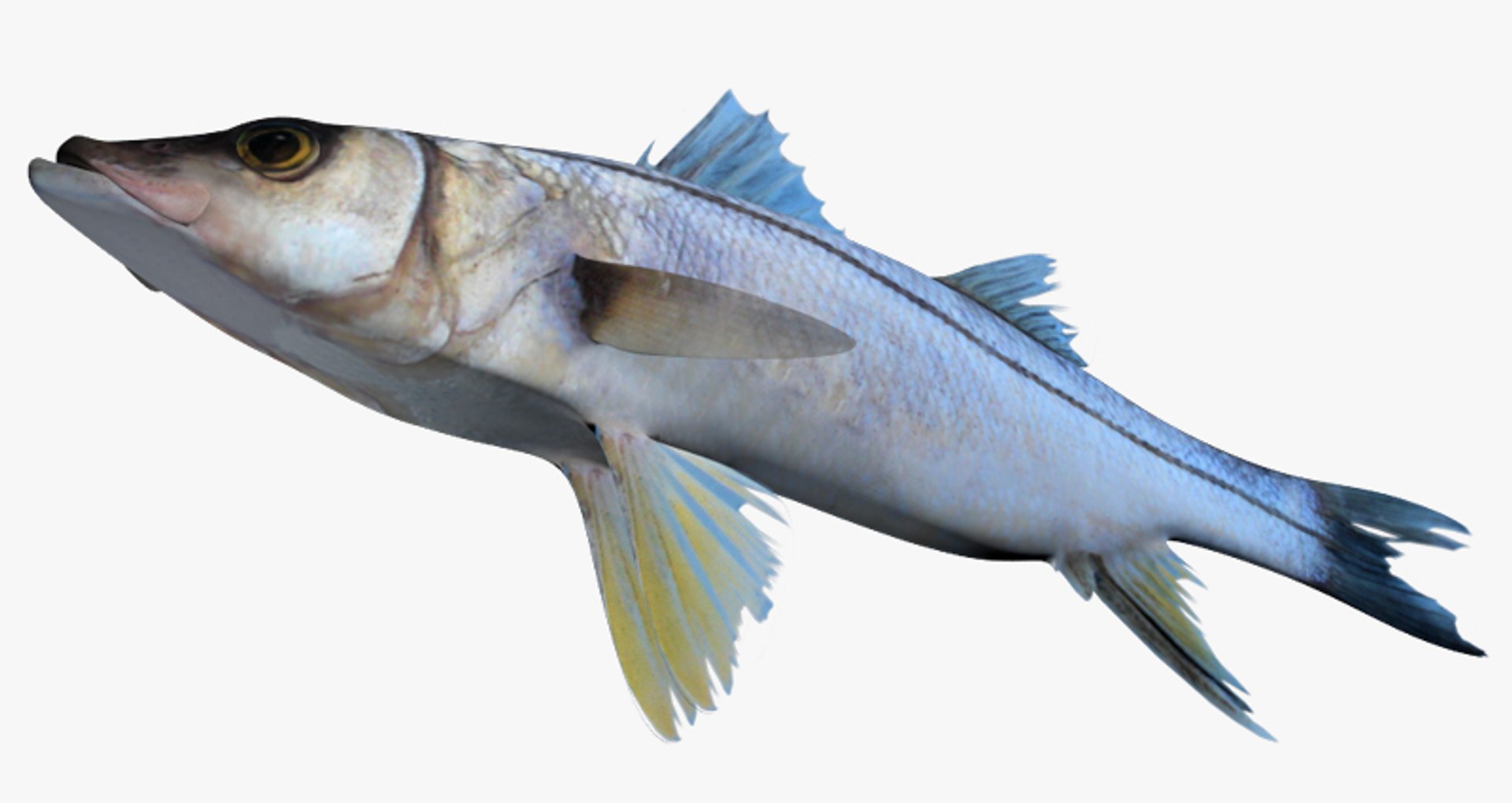 mexican snook fbx https://p.turbosquid.com/ts-thumb/RM/kxJj8n/ISVOE6q0/2/jpg/1451319195/1920x1080/fit_q87/359de4a0ccebda415e89485bbc972367689e2bf1/2.jpg
