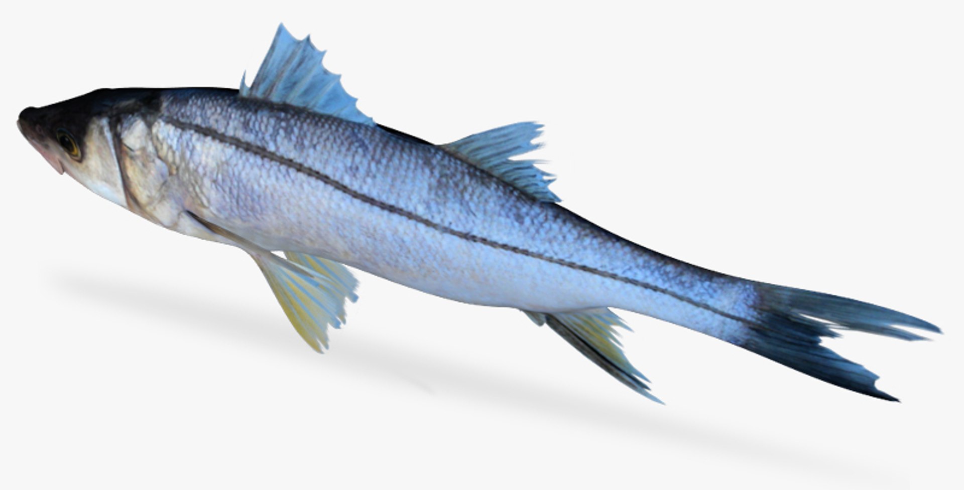 mexican snook fbx https://p.turbosquid.com/ts-thumb/RM/kxJj8n/jyk3EXlY/4/jpg/1451319195/1920x1080/fit_q87/bece858b975b4e6f934c19bf48686286fedf17ce/4.jpg