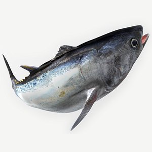 3D TUNA FISH Rigged  L1890 model