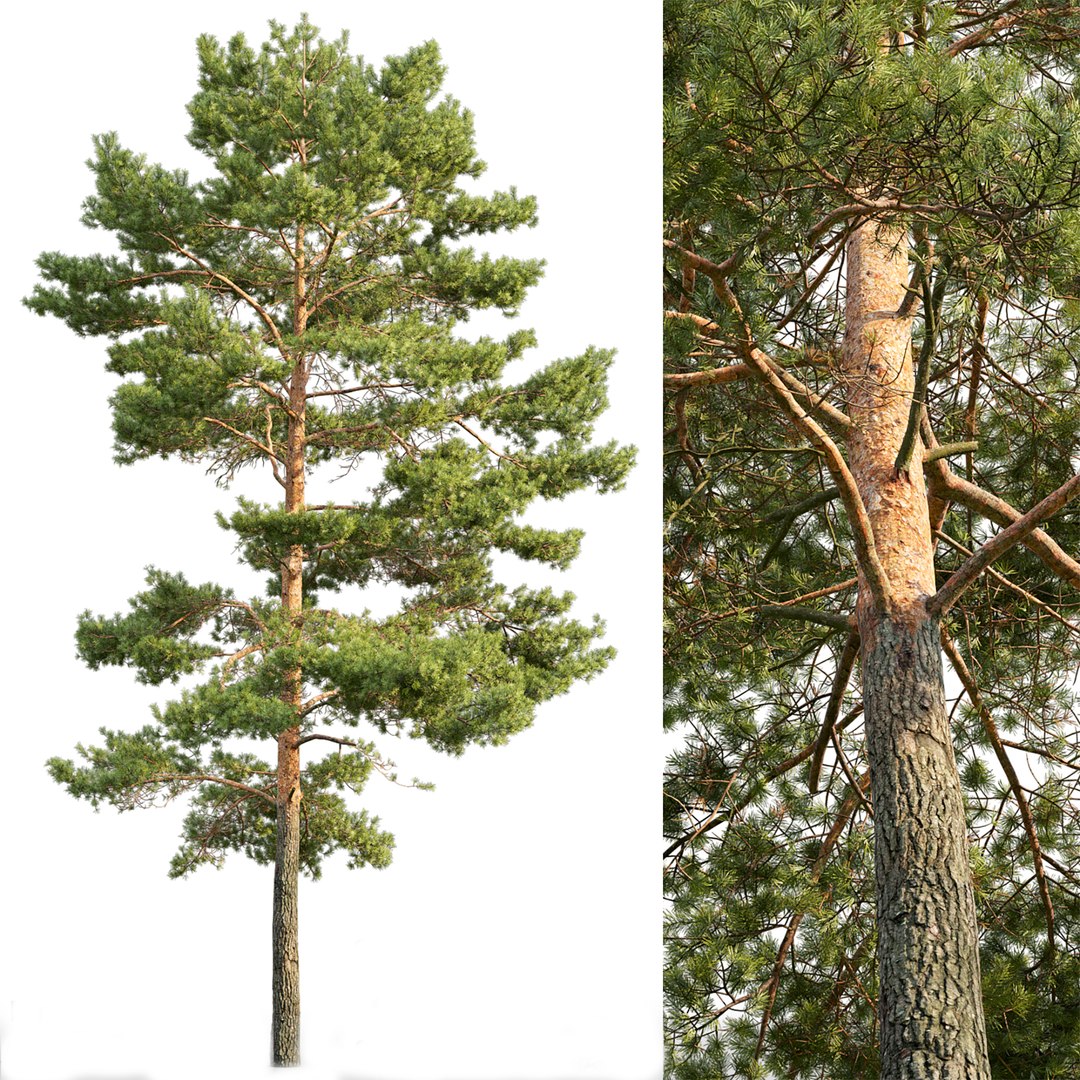 pine-tree-3d-model-turbosquid-1696039