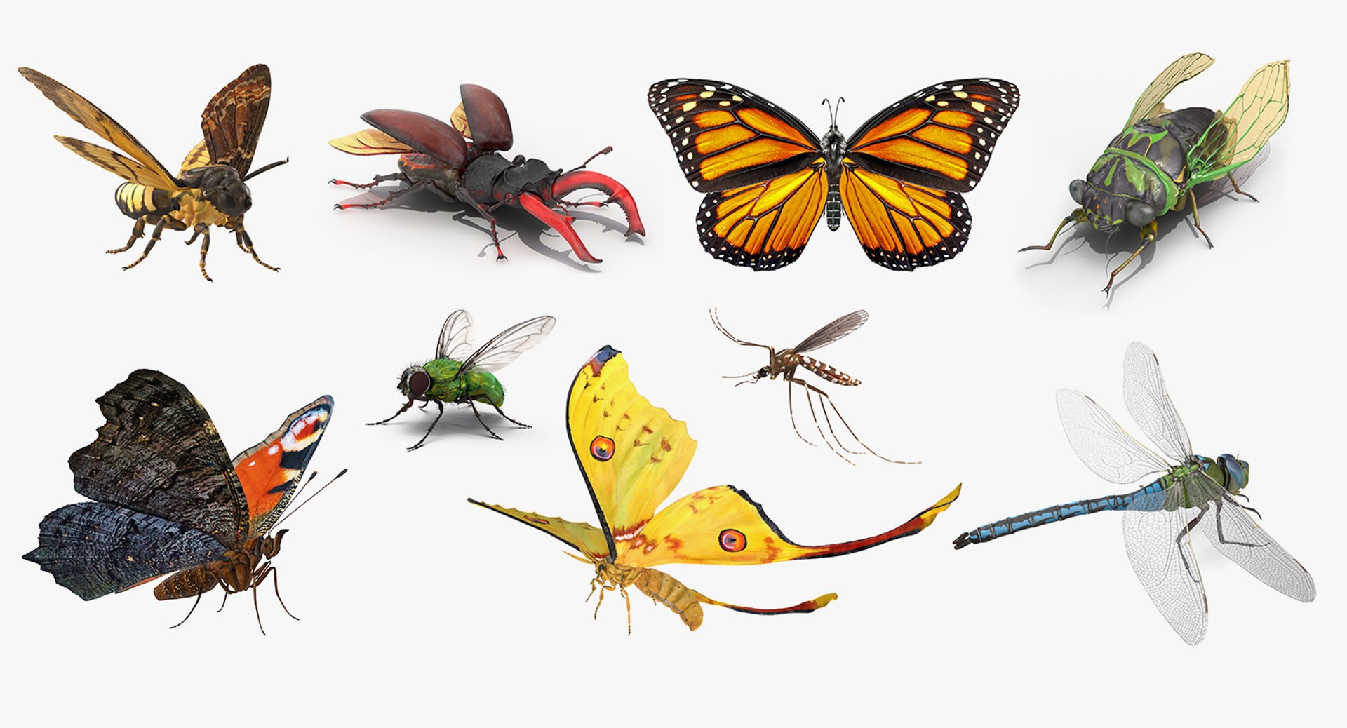 Rigged Flying Insects Collection 4 for Cinema 4D model https://p.turbosquid.com/ts-thumb/RM/uDghOn/t3/4qhhr9nfvnsahzpe_rigged_flying_insects_collection_4_001/jpg/1692352495/1920x1080/fit_q87/812d4cbbf2a4a0db34660ace4371143ad4df77ca/4qhhr9nfvnsahzpe_rigged_flying_insects_collection_4_001.jpg