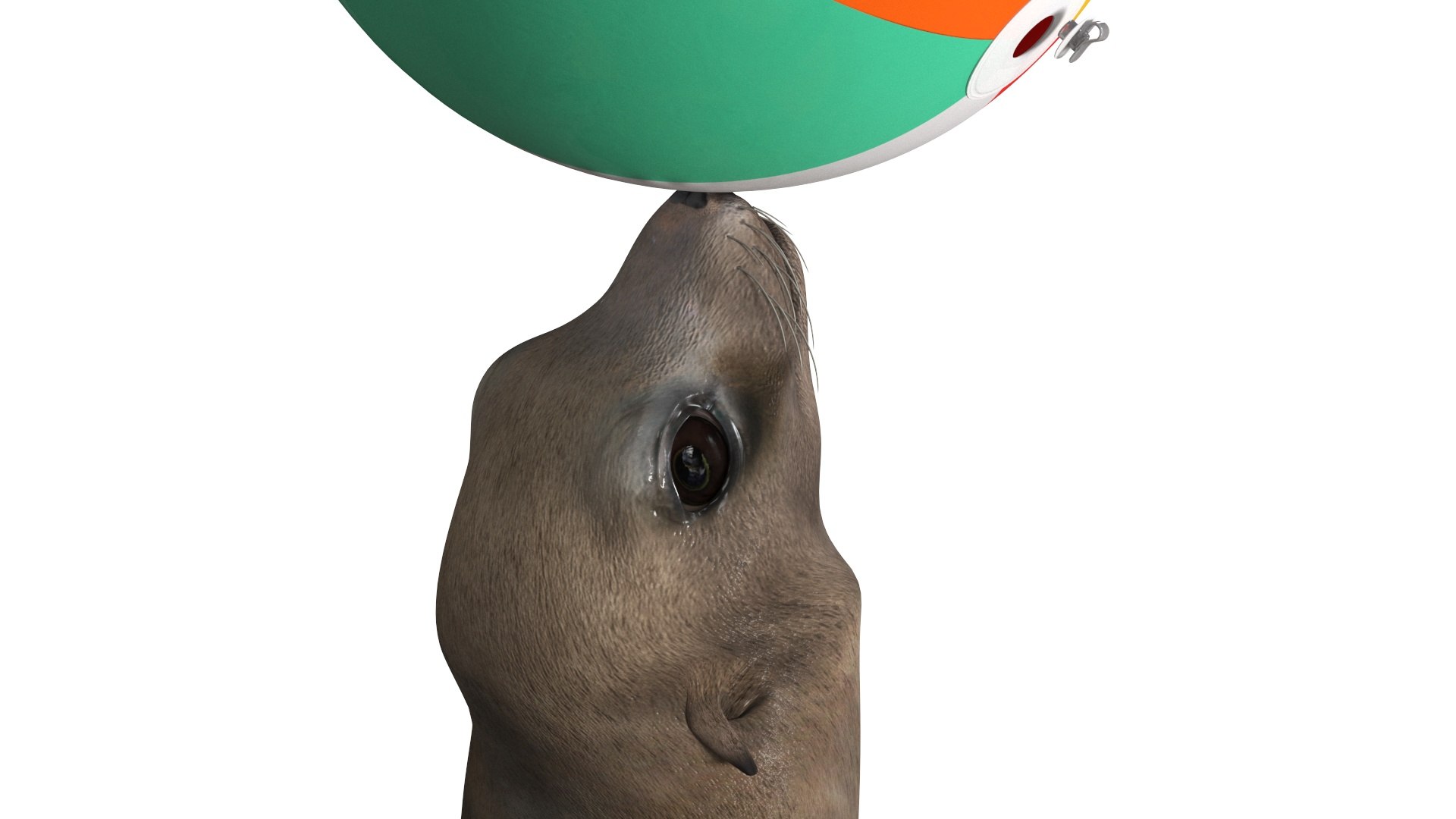 Seal on a Circus Stand 3D model https://p.turbosquid.com/ts-thumb/RM/uFDwvi/3c/sealonacircusstandmb3dmodel010/jpg/1728335854/1920x1080/fit_q87/5fef680b061c0c62728e042add8bc44064697ac6/sealonacircusstandmb3dmodel010.jpg