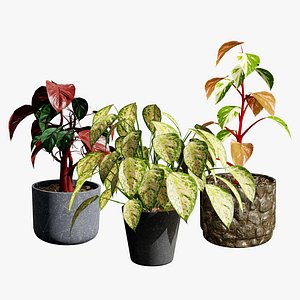 Potted Plants Collection Modern Indoor Oasis