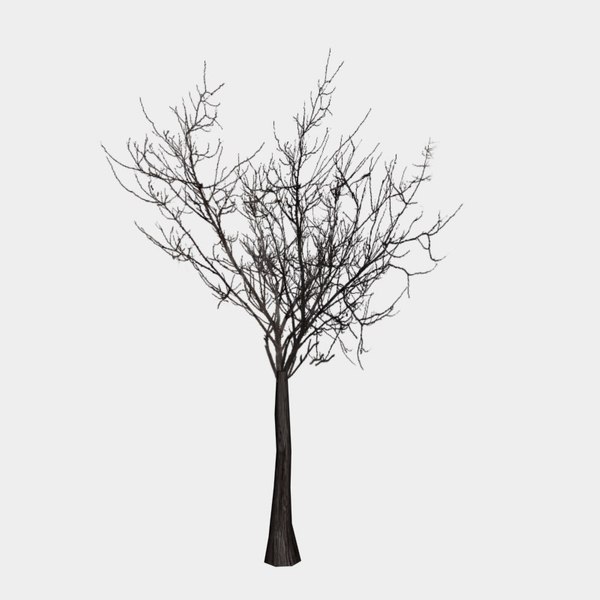 Дерево 3д модель сверху. Olive Tree Branch 6 подвесной светильник. 3d Tree Branches for kitbashing.