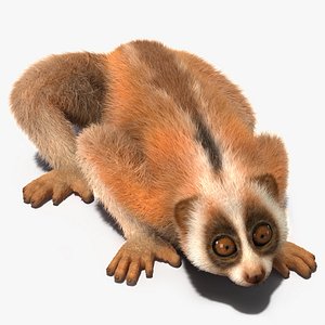 Pygmy Slow Loris Fur 3D model