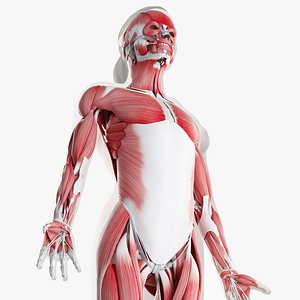 Female Skin Skeleton And Muscles Rigged