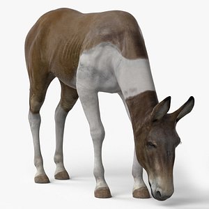 3D Eating Mule model
