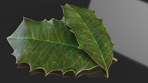 Christmas Holly ilex leaf advertising decor