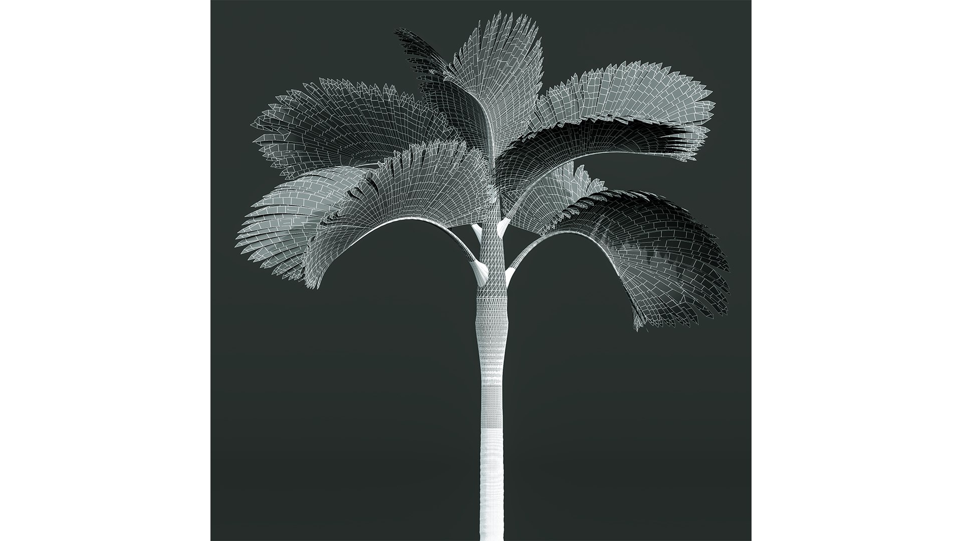 3D model New Plant High detail Areca Catechu Decorative Garden https://p.turbosquid.com/ts-thumb/RN/r8husn/ED/z05/png/1706446430/1920x1080/fit_q87/59f041a4aff22c1dde61d1afe59644d27144df5f/z05.jpg