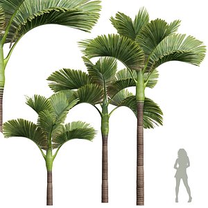 3D model New Plant High detail Areca Catechu Decorative Garden