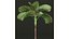 New Plant High detail Areca Catechu Decorative Garden