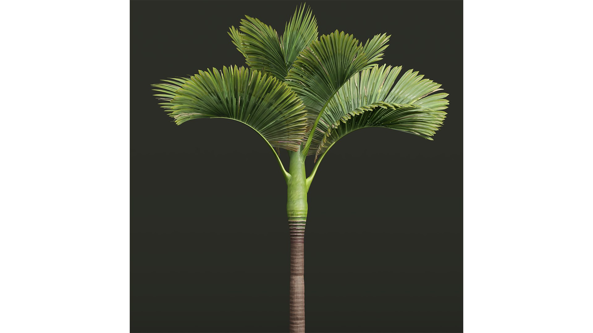 3D model New Plant High detail Areca Catechu Decorative Garden https://p.turbosquid.com/ts-thumb/RN/r8husn/bz/z03/png/1706446429/1920x1080/fit_q87/f77c4b01c2f47662a6812b7df85cb95056a5f9ab/z03.jpg