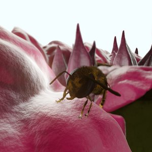Bouganville flower with hornet