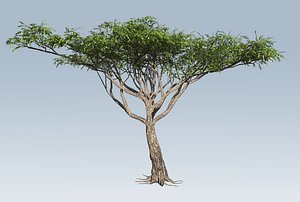 Acacia tree