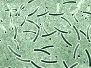 Realistic Bacterias