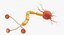 neuron nerve cell 3D model