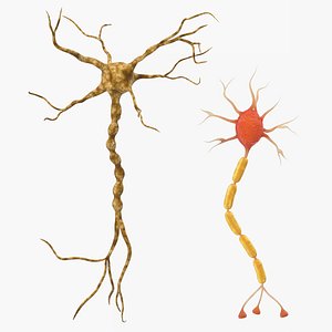 neuron nerve cell 3D model