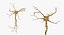 neuron nerve cell 3D model