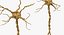 neuron nerve cell 3D model