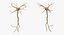 neuron nerve cell 3D model