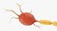 neuron nerve cell 3D model