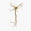 neuron nerve cell 3D model