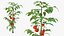 有植物收藏的索具园艺女士