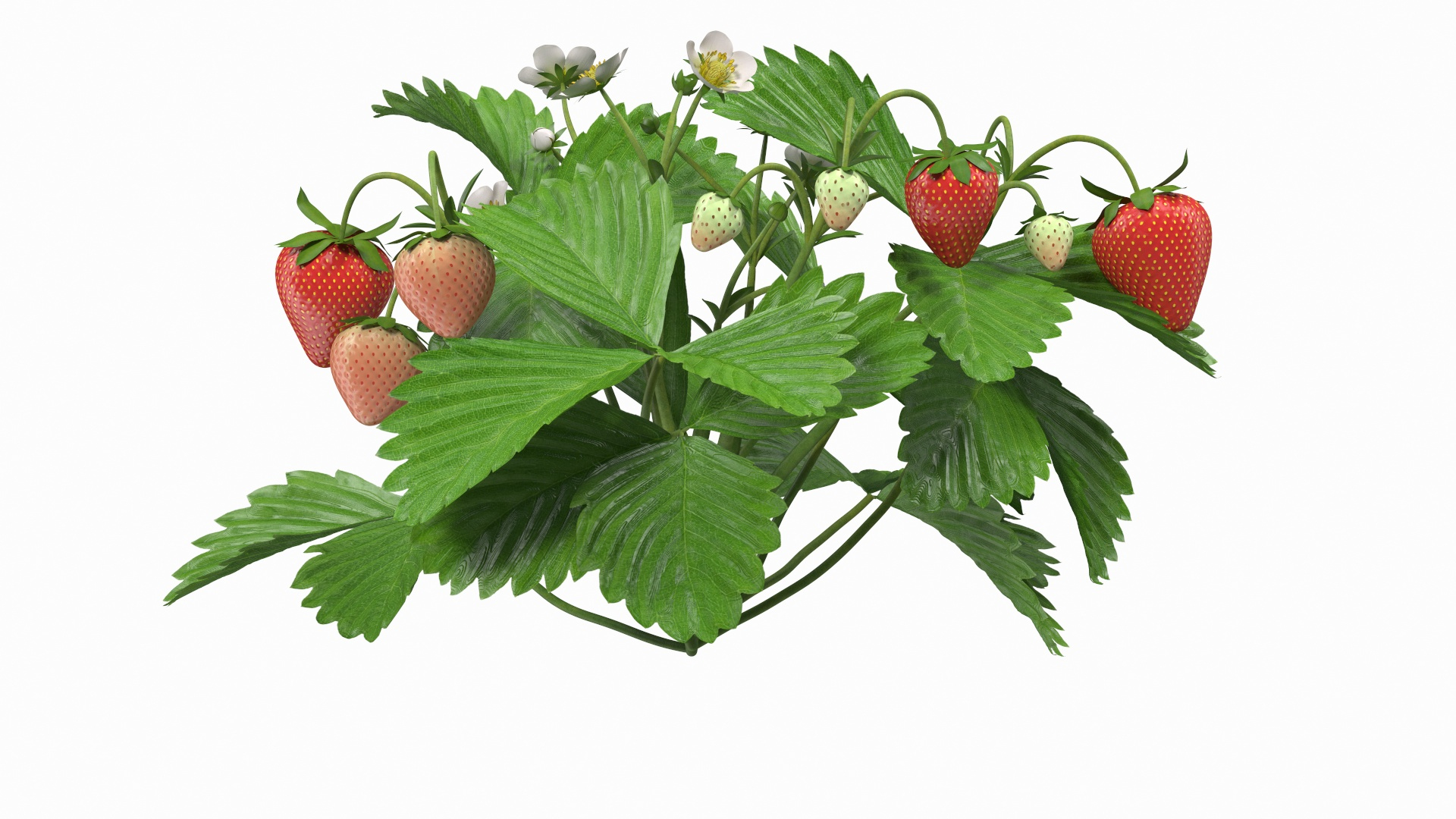 3D Rigged Gardening Lady with Plants Collection https://p.turbosquid.com/ts-thumb/RO/KluoCy/FY/garden_strawberry_plant_with_fruits_360/jpg/1643103136/1920x1080/turn_fit_q99/59eeedaee9652a251283cbcc603dcc089eb18bd2/garden_strawberry_plant_with_fruits_360-1.jpg