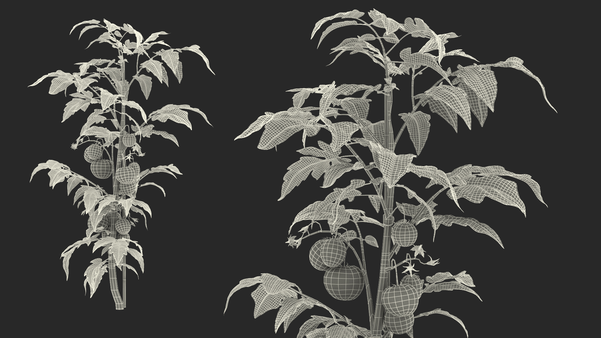 3D Rigged Gardening Lady with Plants Collection https://p.turbosquid.com/ts-thumb/RO/KluoCy/gn/tomatoes_fruits_and_flowers_361/jpg/1643105197/1920x1080/turn_fit_q99/77c80adb2331d80edc048f990322d08c4081f61f/tomatoes_fruits_and_flowers_361-1.jpg