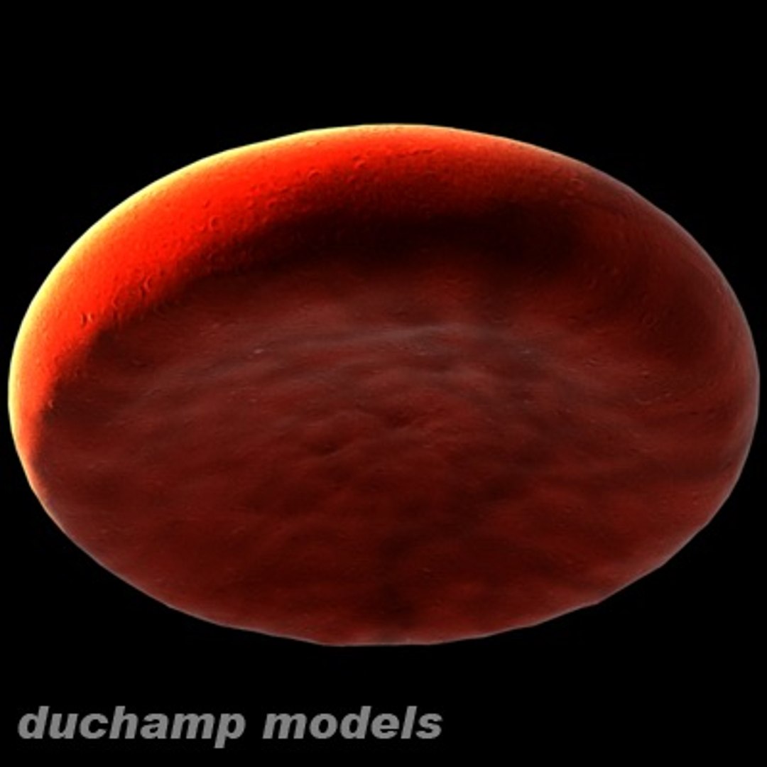 Classical Blood Cell Version 3d Model