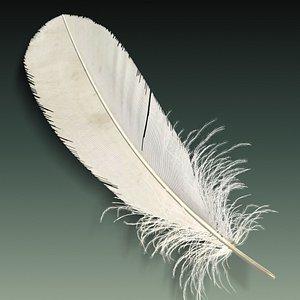 Feather