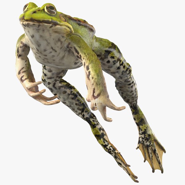 3D Frog Jumping Pose model