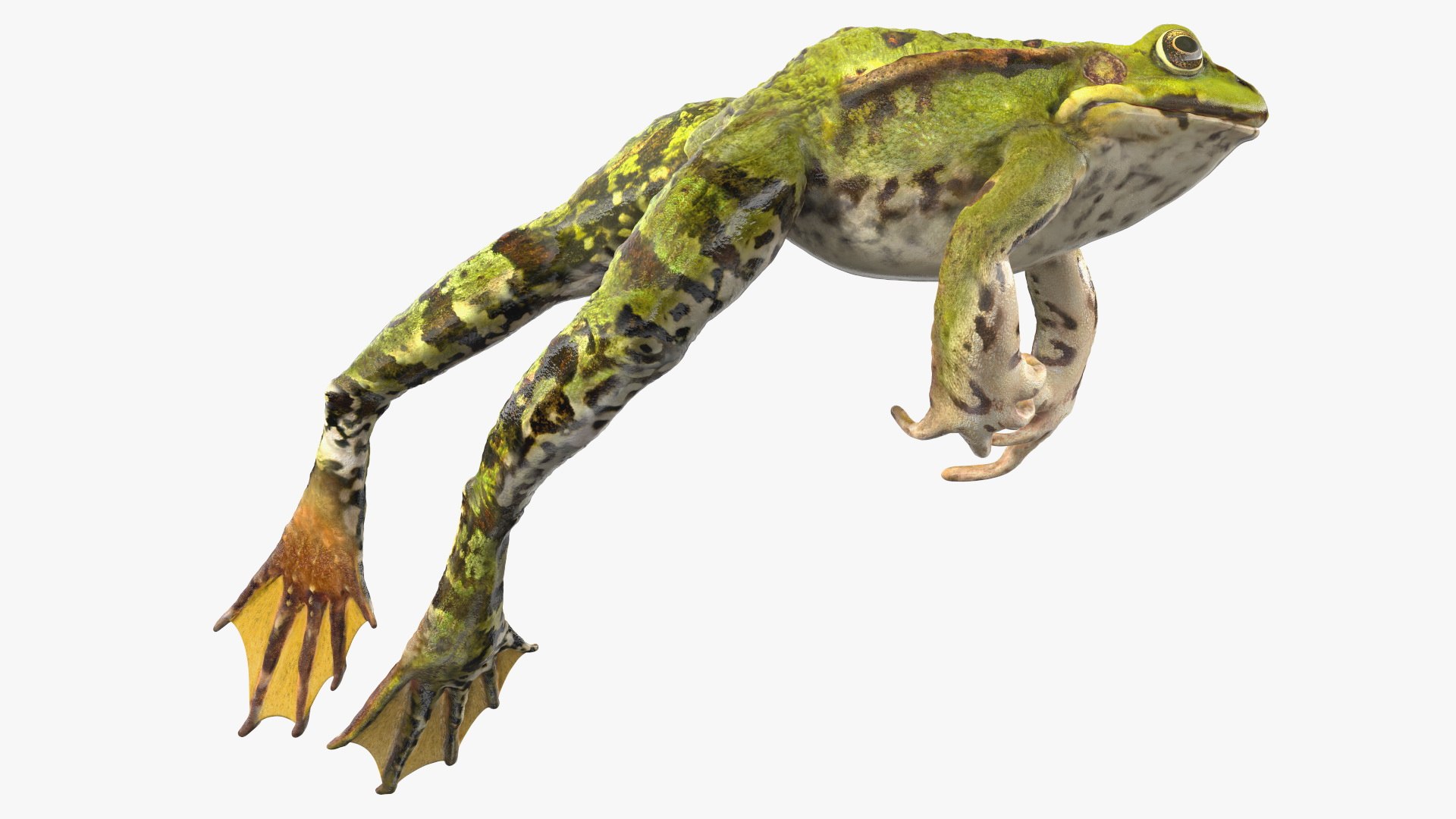 3D Frog Jumping Pose model https://p.turbosquid.com/ts-thumb/RO/YTmpnu/em/frogjumpingposevray3dmodel008/jpg/1621934670/1920x1080/fit_q87/117eda45399a13c0fd92b93b764d6e87362baf38/frogjumpingposevray3dmodel008.jpg