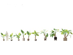 Alocasia macrorrhiza - Giant Taro