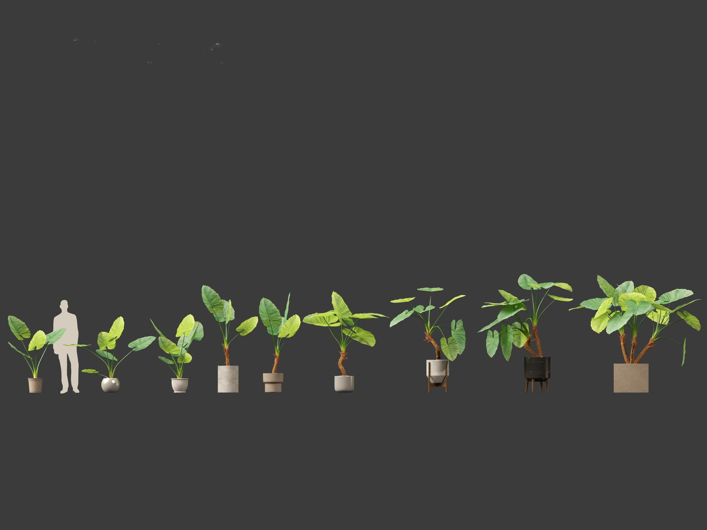 Alocasia macrorrhiza - Giant Taro 3D model https://p.turbosquid.com/ts-thumb/RO/gKbHd5/CG/alocasiamacrorrhiza022/jpg/1697211847/1920x1080/fit_q87/1b85a97a631c44affbd4d5b5ef2b017ebd4eaefe/alocasiamacrorrhiza022.jpg