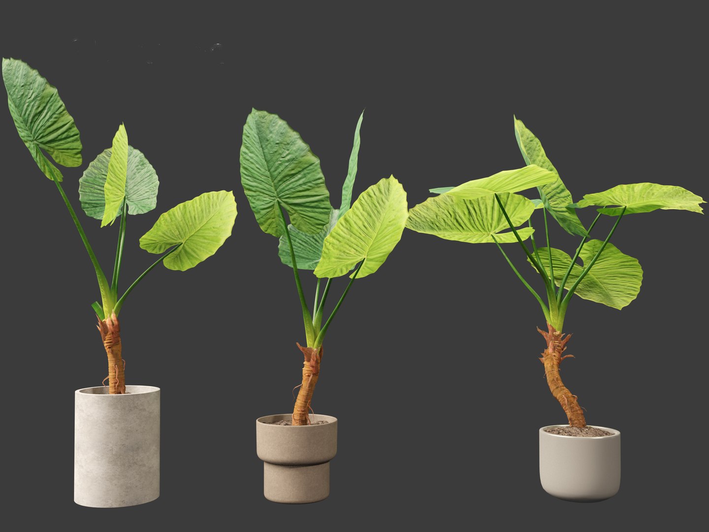Alocasia macrorrhiza - Giant Taro 3D model https://p.turbosquid.com/ts-thumb/RO/gKbHd5/NT/alocasiamacrorrhiza026/jpg/1697211852/1920x1080/fit_q87/332ac29eb17967fd701ed01739cc73cd92b4228b/alocasiamacrorrhiza026.jpg