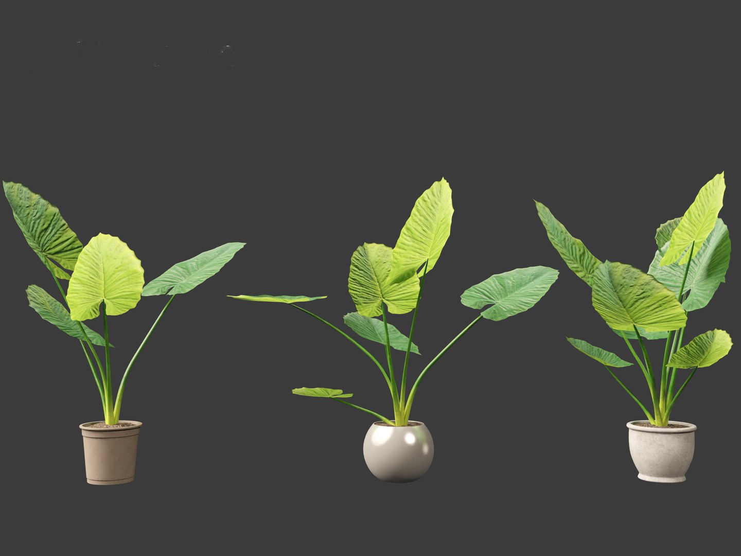 Alocasia macrorrhiza - Giant Taro 3D model https://p.turbosquid.com/ts-thumb/RO/gKbHd5/U7/alocasiamacrorrhiza024/jpg/1697211850/1920x1080/fit_q87/26fecc796406b43db78379667cfccb7c58d70236/alocasiamacrorrhiza024.jpg