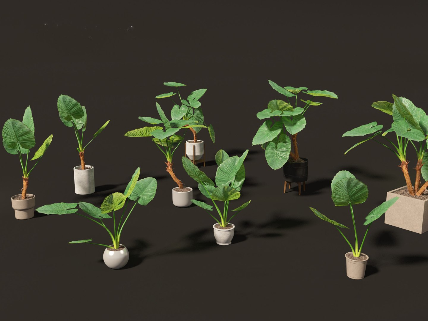 Alocasia macrorrhiza - Giant Taro 3D model https://p.turbosquid.com/ts-thumb/RO/gKbHd5/Zc/alocasiamacrorrhiza029/jpg/1697211855/1920x1080/fit_q87/ec0e80b6cd42ab4fe76ddb801d94e5b99912bb14/alocasiamacrorrhiza029.jpg