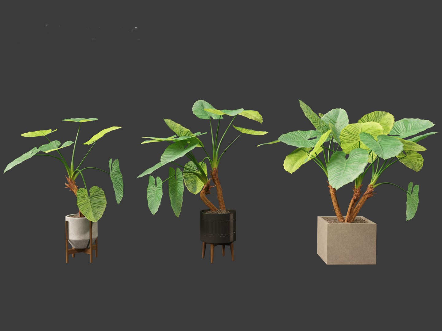 Alocasia macrorrhiza - Giant Taro 3D model https://p.turbosquid.com/ts-thumb/RO/gKbHd5/lx/alocasiamacrorrhiza028/jpg/1697211855/1920x1080/fit_q87/fc69eb03b9f8414dbac88d90a0f98a488c24334c/alocasiamacrorrhiza028.jpg