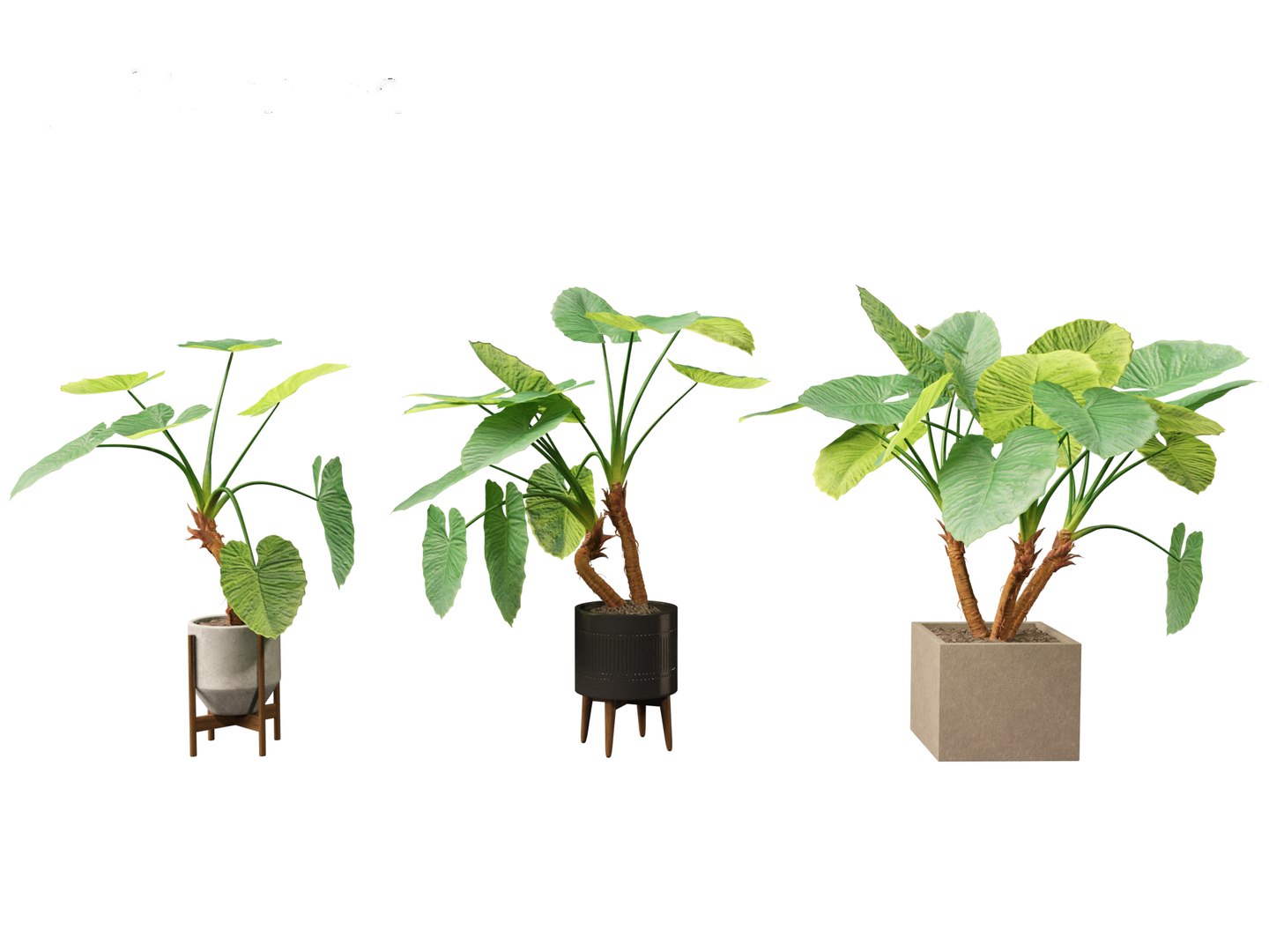 Alocasia macrorrhiza - Giant Taro 3D model https://p.turbosquid.com/ts-thumb/RO/gKbHd5/mw/alocasiamacrorrhiza027/jpg/1697211854/1920x1080/fit_q87/fcb7cc2eb31edc610852f54b40e990059ee6a376/alocasiamacrorrhiza027.jpg