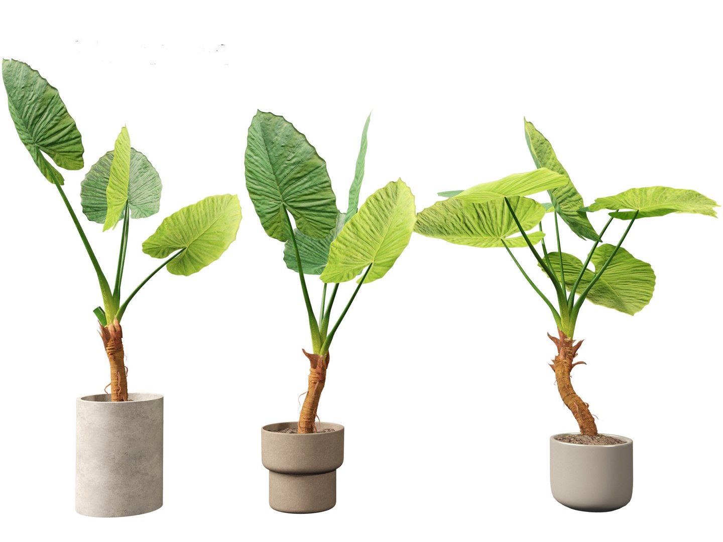 Alocasia macrorrhiza - Giant Taro 3D model https://p.turbosquid.com/ts-thumb/RO/gKbHd5/x5/alocasiamacrorrhiza025/jpg/1697211852/1920x1080/fit_q87/f99bffbe502267a04e14c54e4633a689d7a15e67/alocasiamacrorrhiza025.jpg