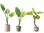 Alocasia Macrorrhiza – Riesen-Taro