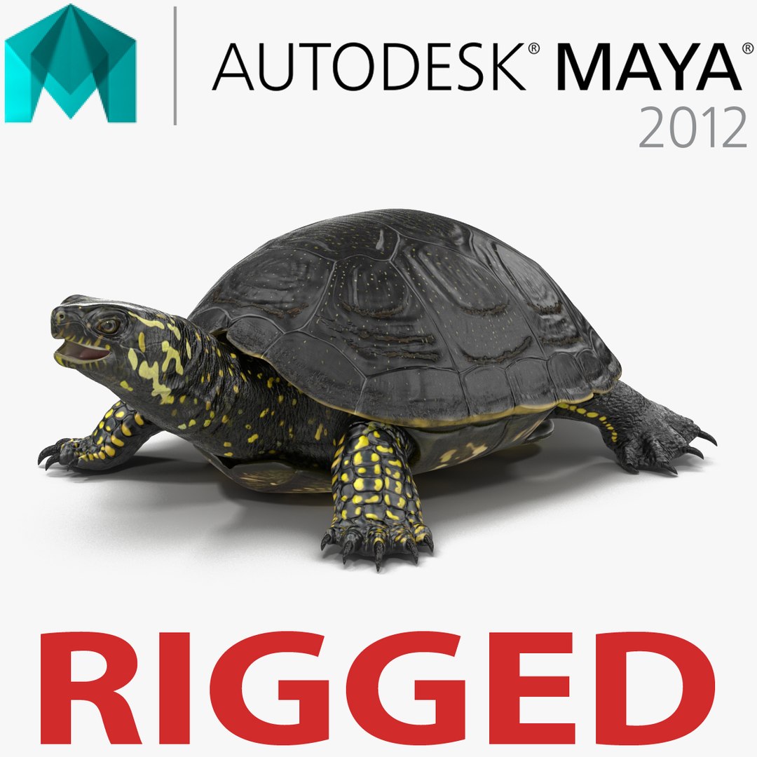 European Pond Turtle Rigged for Maya 3D model preview