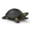 European Pond Turtle Rigged for Maya